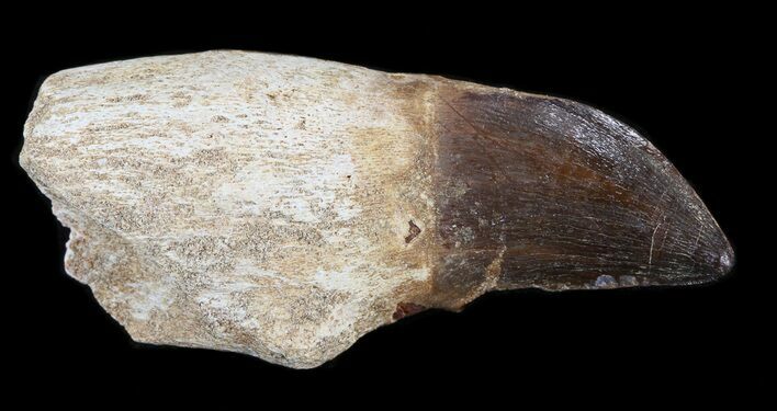 Rooted Mosasaur (Prognathodon) Tooth #43196